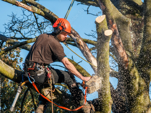 Crown Reduction & Pruning