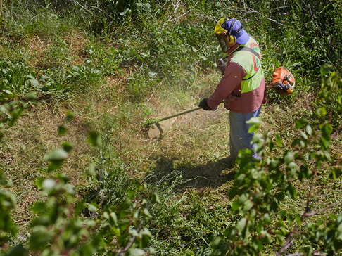Garden Clearance