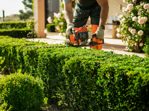 Hedge Cutting & Shaping