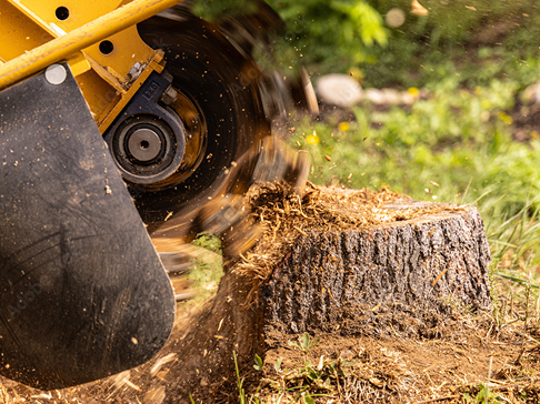 Stump Grinding & Removal