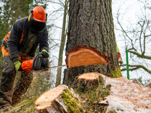 Tree Felling & Removal